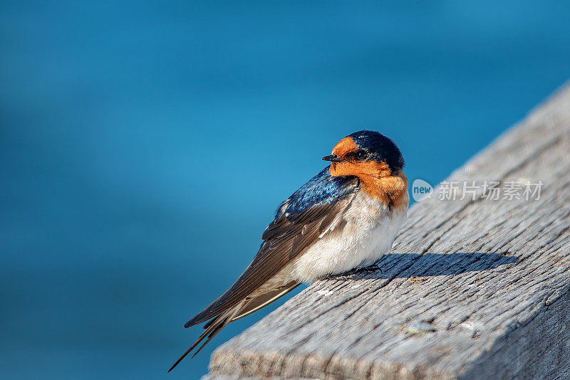 欢迎吞咽(Hirundo neoxena)